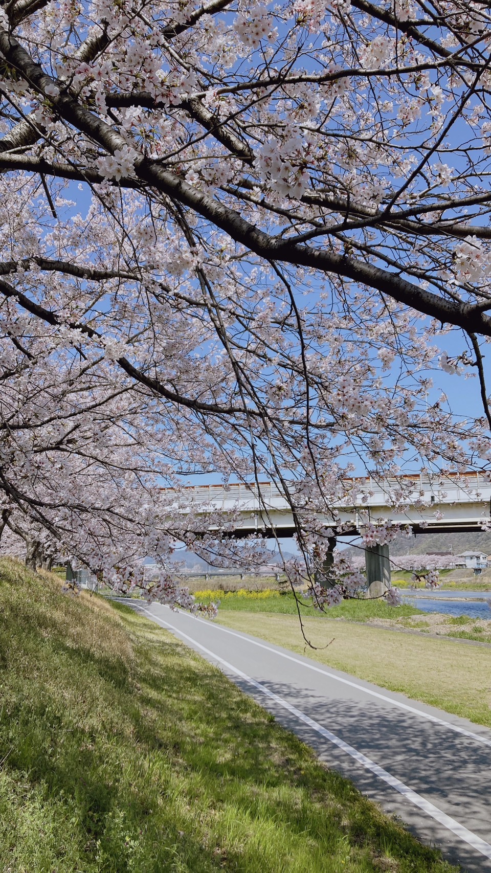 夢前川サイクリングロードを散策 画像