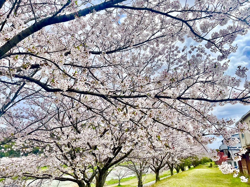 満開の桜🌸 アイキャッチ画像
