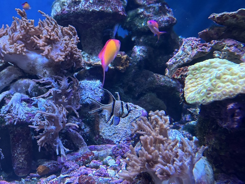 娘と東京旅行！ライブと水族館を満喫✨ 画像