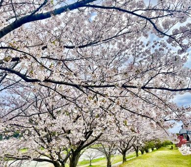 満開の桜🌸 アイキャッチ画像