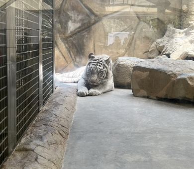 サファリに遊園地♪ひめセン満喫日和 アイキャッチ画像