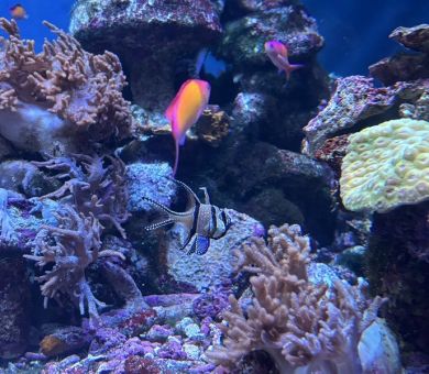 娘と東京旅行！ライブと水族館を満喫✨ アイキャッチ画像