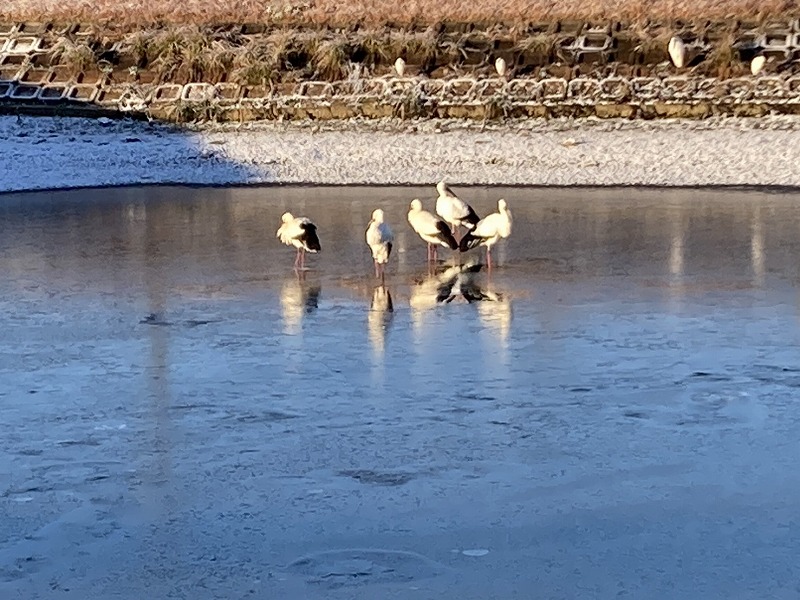 冬の池に立つコウノトリの群れが、自然との調和や季節感を静かに映し出している。