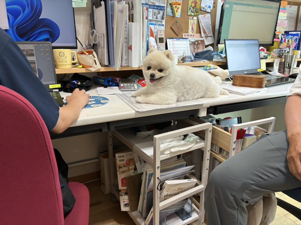 デスクトップパソコンや書類が並ぶ事務所のデスク上で、スタッフに囲まれながらくつろぐ白い小型犬。