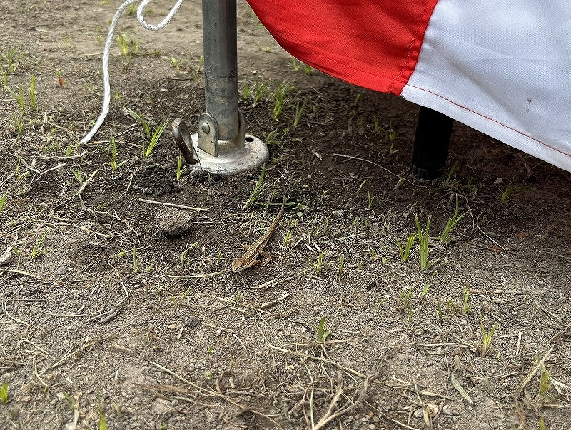 地鎮祭の会場となる土地の足元に現れたカナヘビ